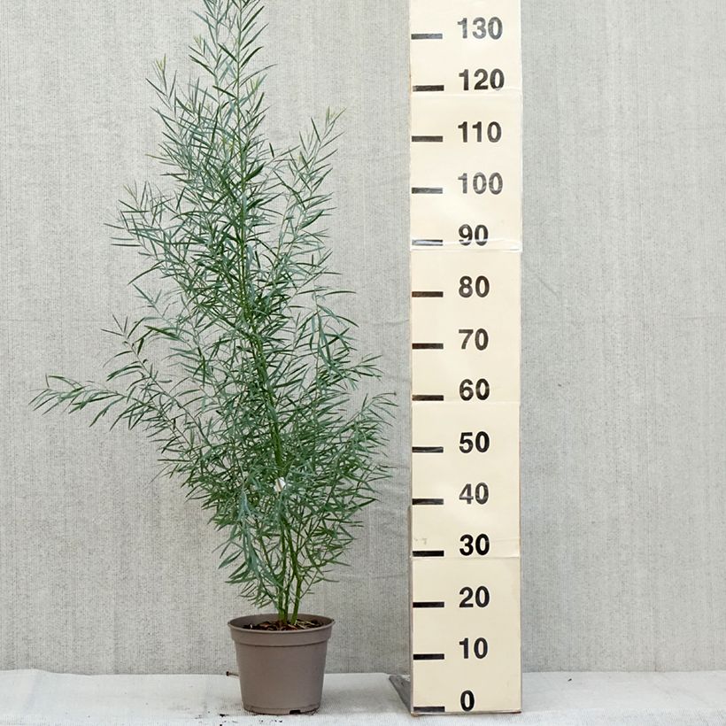 Example of Acacia iteaphylla - Akazie Topf mit 4L/5L as you get in automne