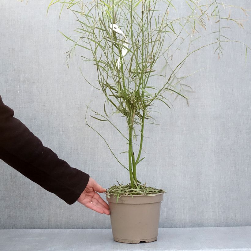 Exemplar von Acacia iteaphylla - Akazie Topf mit 4L/5L wie im Frühjahr geliefert