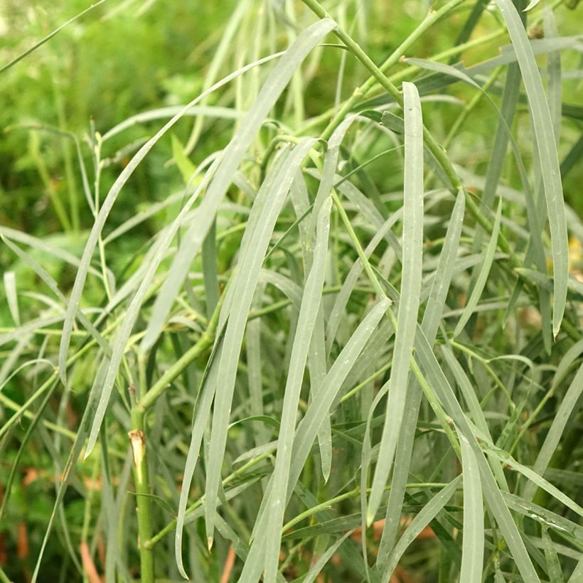 Acacia iteaphylla - Akazie (Foliage)