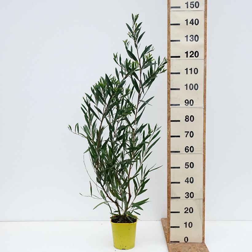 Exemplar von Acacia longifolia - Langblättrige Akazie Topf mit 4L/5L wie im Herbst geliefert