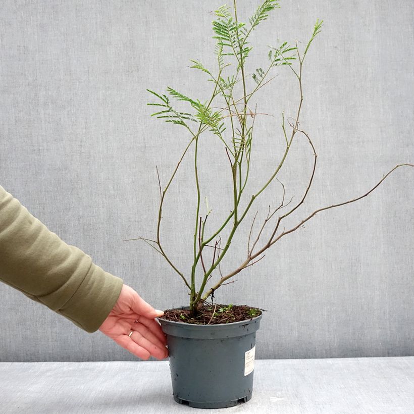 Exemplar von Acacia dealbata - Silber-Akazie Topf mit 2L/3L wie im Winter geliefert