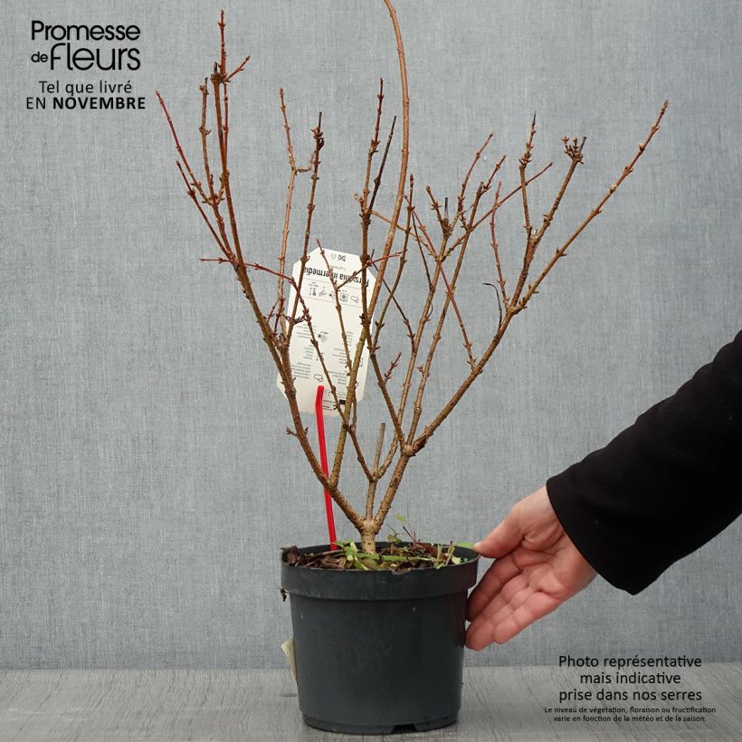 Example of Goldglöckchen Lynwood - Forsythie Topf mit 2L/3L as you get in automne