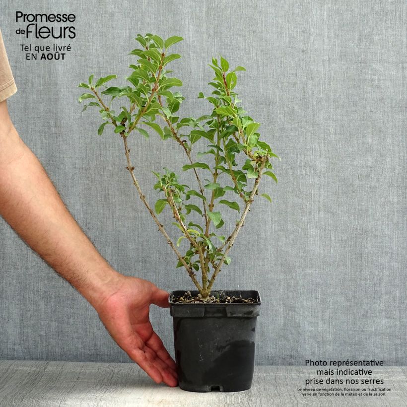 Exemplar von Goldglöckchen Mindor - Forsythie Topf mit 2L/3L wie im Sommer geliefert