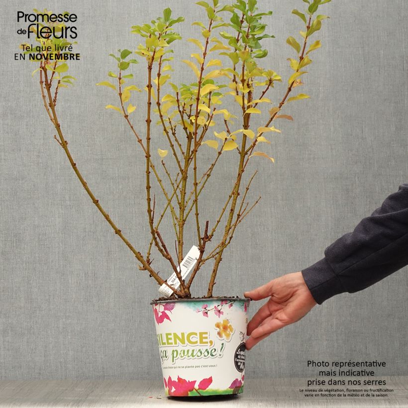Example of Goldglöckchen Mindor - Forsythie Topf mit 4L/5L as you get in automne