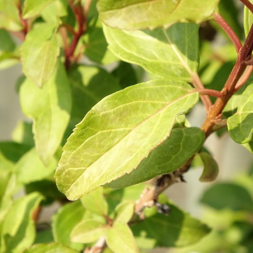 Goldglöckchen Mindor - Forsythie (Foliage)