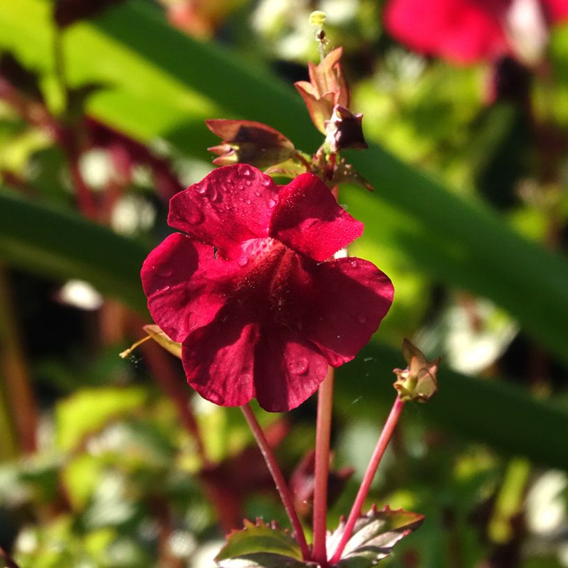 Gauklerblume Roter Kaiser - Mimulus cupreus (Blüte)