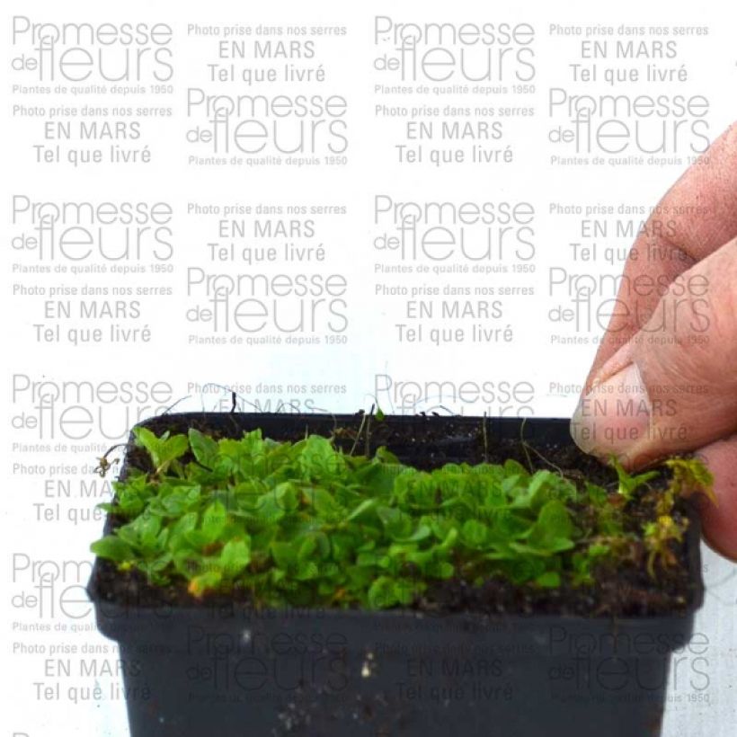 Example of Gauklerblume Highland Yellow - Mimulus Kleine Töpfe von 8/9 cm as you get