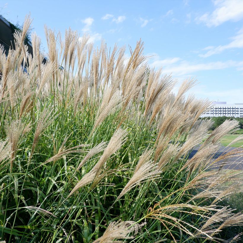 Riesen-Chinaschilf - Miscanthus floridulus (Plant habit)