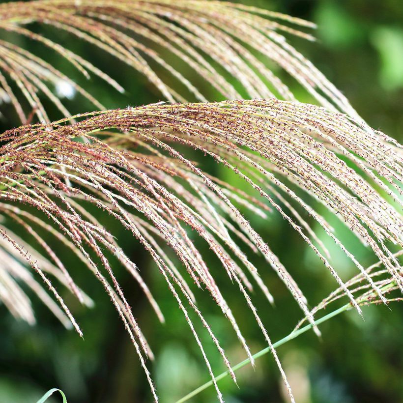 Riesen-Chinaschilf - Miscanthus floridulus (Flowering)