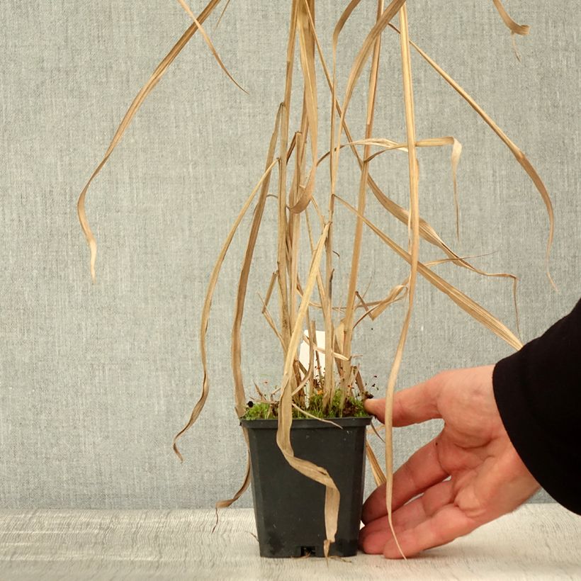Example of Riesen-Chinaschilf - Miscanthus floridulus Kleine Töpfe von 8/9 cm as you get in automne
