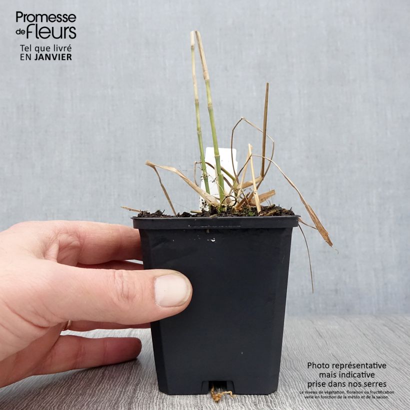 Exemplar von Riesen-Chinaschilf - Miscanthus floridulus Kleine Töpfe von 8/9 cm wie im Winter geliefert