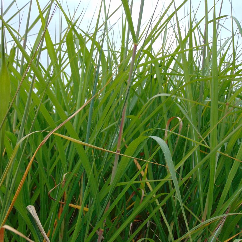 Riesen-Chinaschilf - Miscanthus giganteus (Foliage)