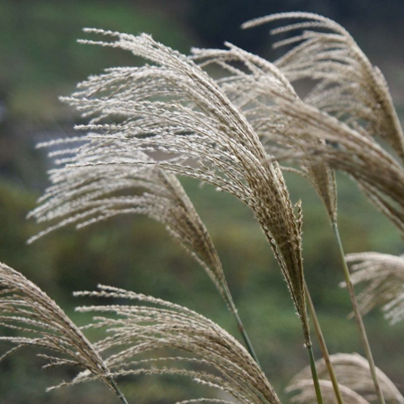 Riesen-Chinaschilf - Miscanthus giganteus (Flowering)