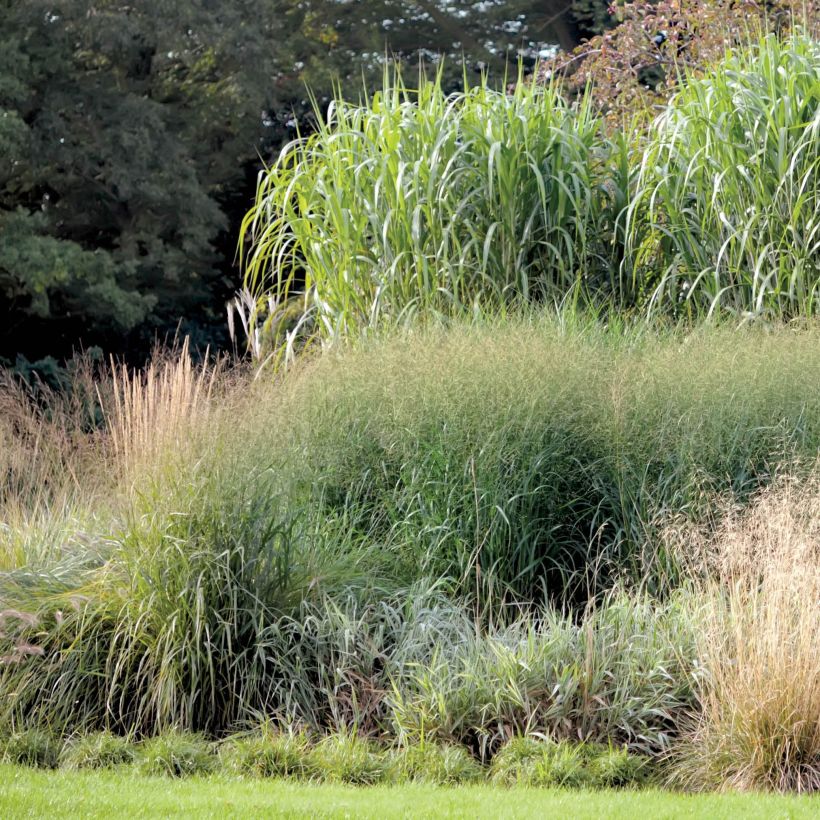 Riesen-Chinaschilf - Miscanthus giganteus (Plant habit)