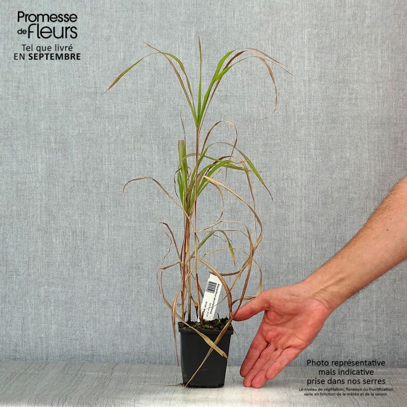 Example of Amur-Silbergras - Miscanthus sacchariflorus Kleine Töpfe von 8/9 cm as you get in ete