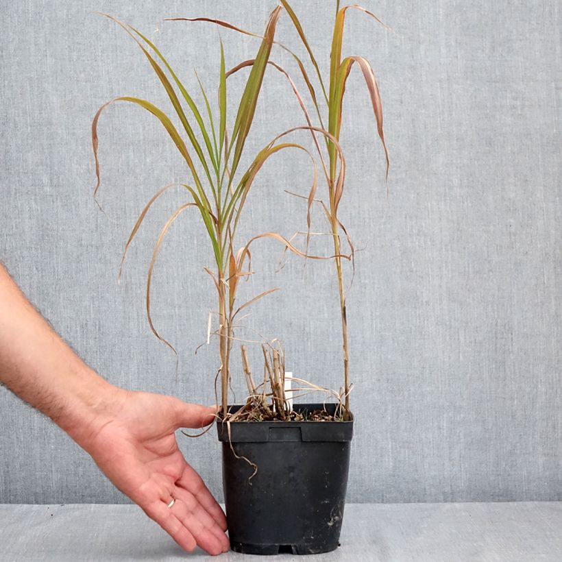 Example of Amur-Silbergras - Miscanthus sacchariflorus Topf mit 2L/3L as you get in ete