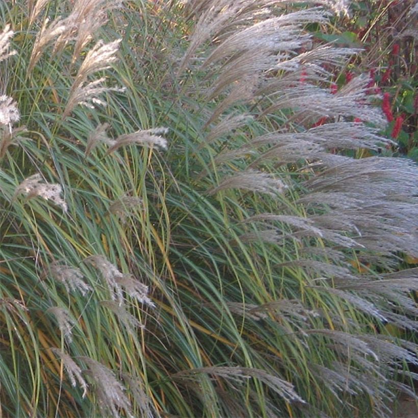 Chinaschilf Adagio - Miscanthus sinensis (Flowering)