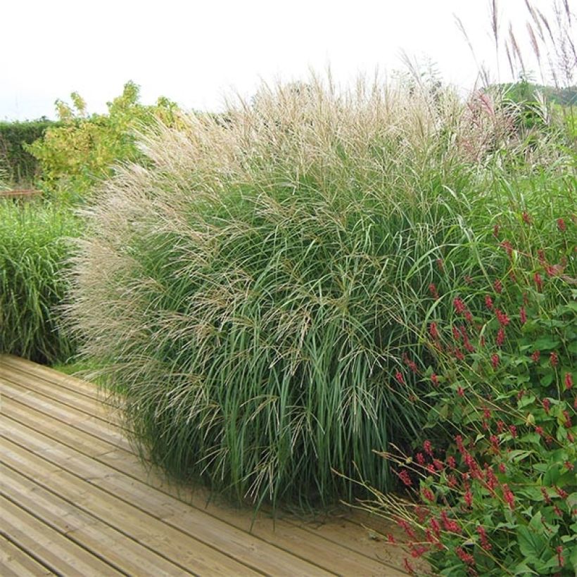 Chinaschilf Adagio - Miscanthus sinensis (Plant habit)
