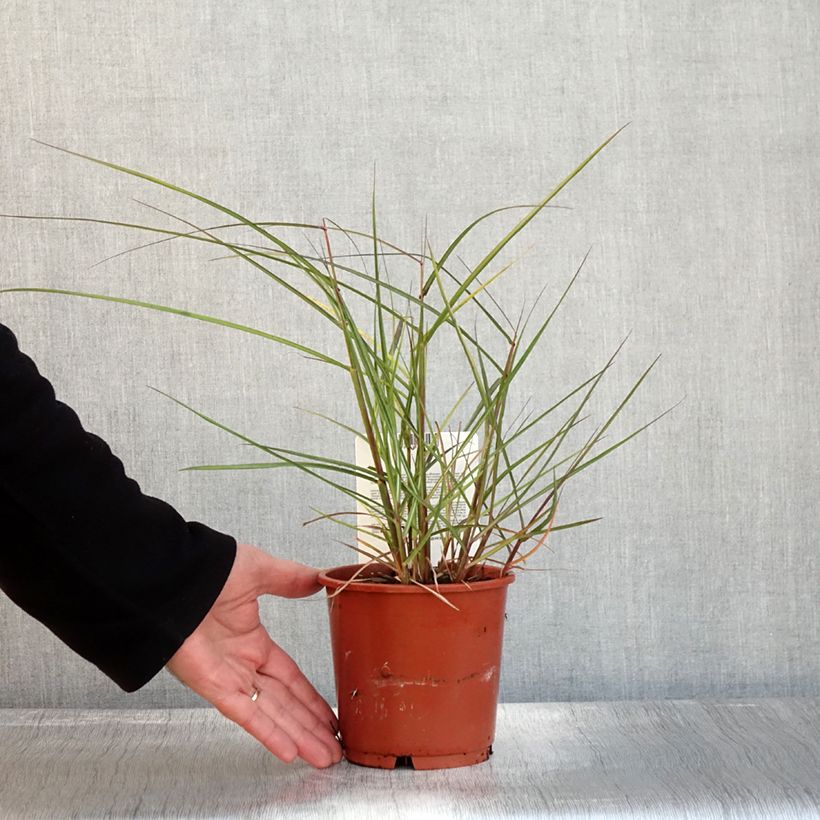 Example of Chinaschilf Aperitiv - Miscanthus sinensis Topf mit 1L/1,5L as you get in automne