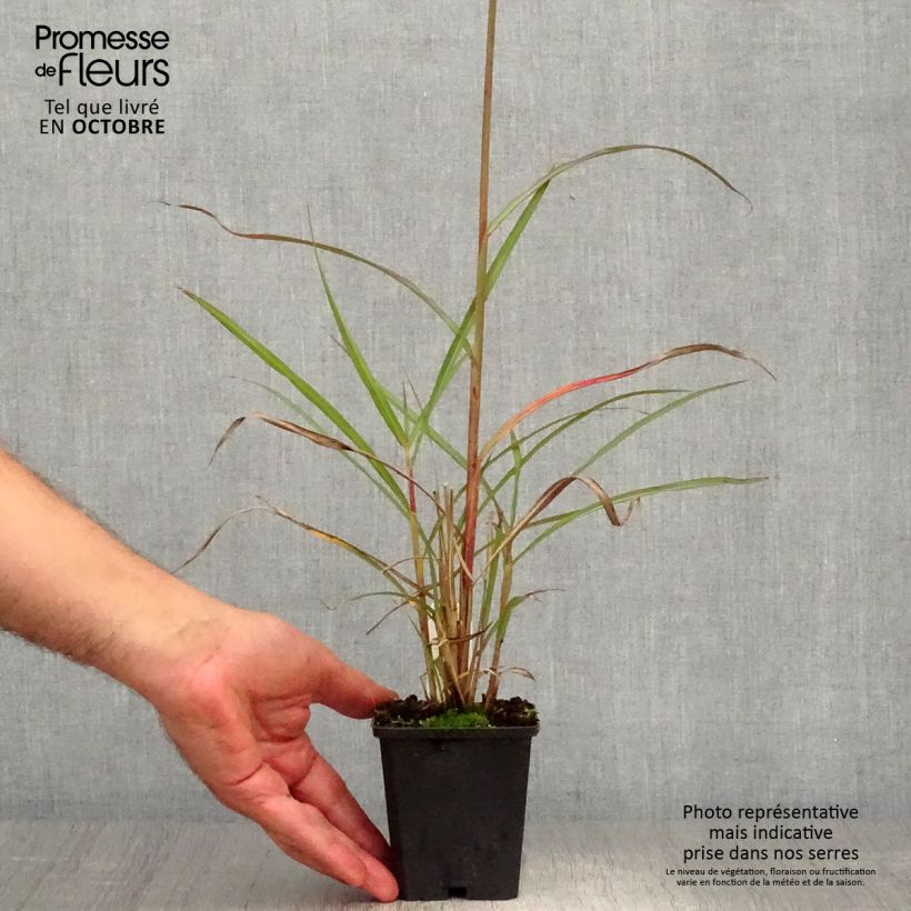 Example of Chinaschilf Boucle - Miscanthus sinensis Topf mit 1,5L/2L as you get in automne
