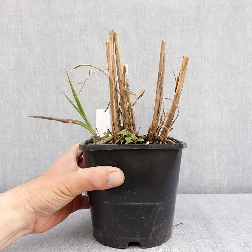 Exemplar von Chinaschilf Boucle - Miscanthus sinensis Topf mit 1,5L/2L wie im Frühjahr geliefert