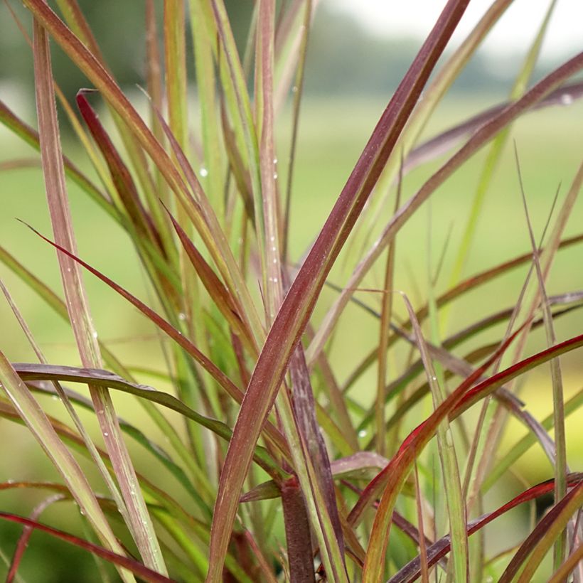 Chinaschilf Boucle - Miscanthus sinensis (Foliage)