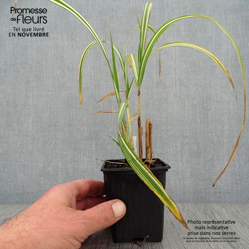 Example of Chinaschilf Cabaret - Miscanthus sinensis var.condensatus Kleine Töpfe von 8/9 cm as you get in automne