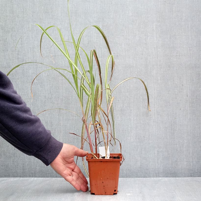 Exemplar von Chinaschilf Cabaret - Miscanthus sinensis var.condensatus Topf mit 1L/1,5L wie im Herbst geliefert