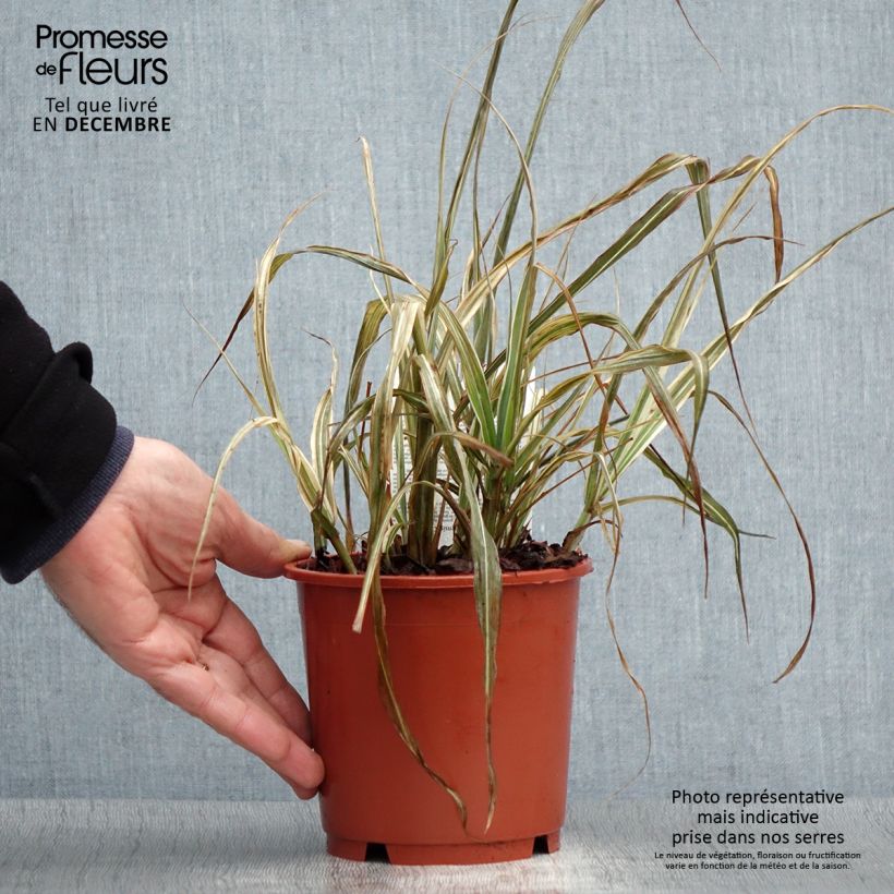 Exemplar von Chinaschilf Cabaret - Miscanthus sinensis var.condensatus Topf mit 1L/1,5L wie im Winter geliefert