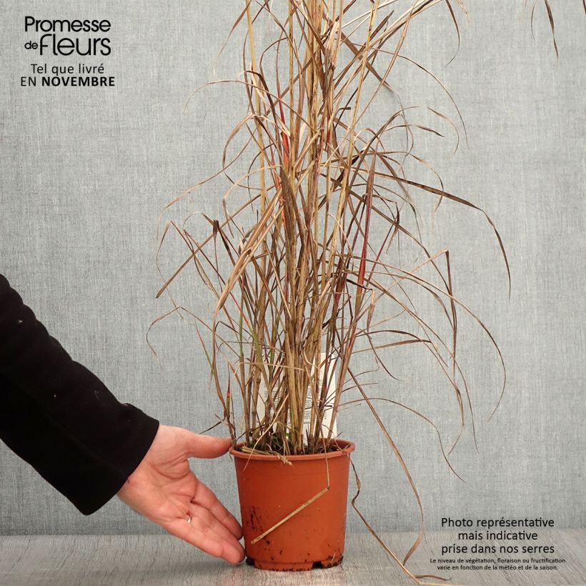 Example of Chinaschilf China - Miscanthus sinensis Topf mit 1L/1,5L as you get in automne