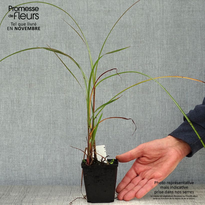 Example of Chinaschilf China - Miscanthus sinensis Kleine Töpfe von 8/9 cm as you get in automne