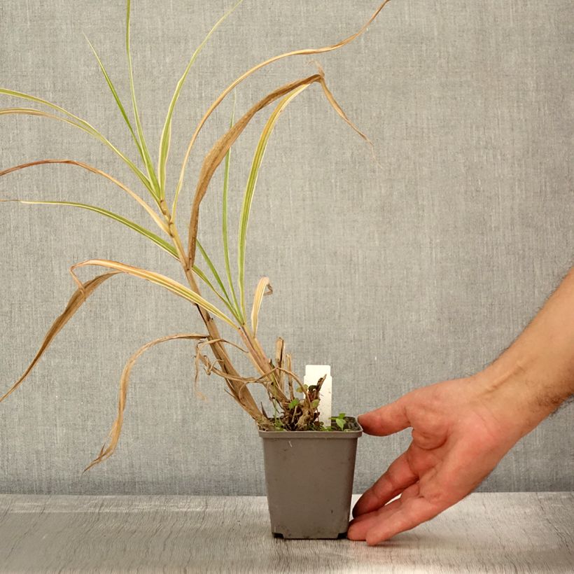 Example of Chinaschilf var. condensatus Cosmopolitan - Miscanthus sinensis Kleine Töpfe von 8/9 cm as you get in automne
