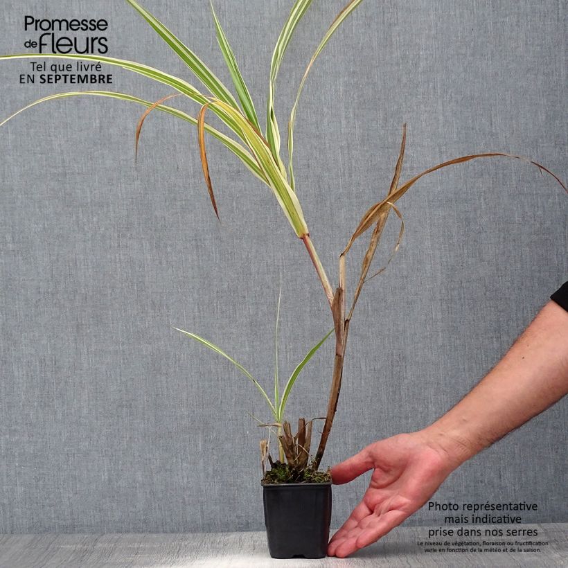 Exemplar von Chinaschilf var. condensatus Cosmopolitan - Miscanthus sinensis Kleine Töpfe von 8/9 cm wie im Sommer geliefert