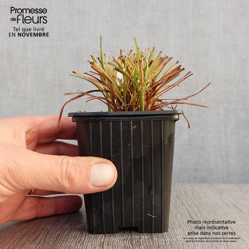 Example of Chinaschilf Cute One - Miscanthus sinensis Kleine Töpfe von 8/9 cm as you get in automne