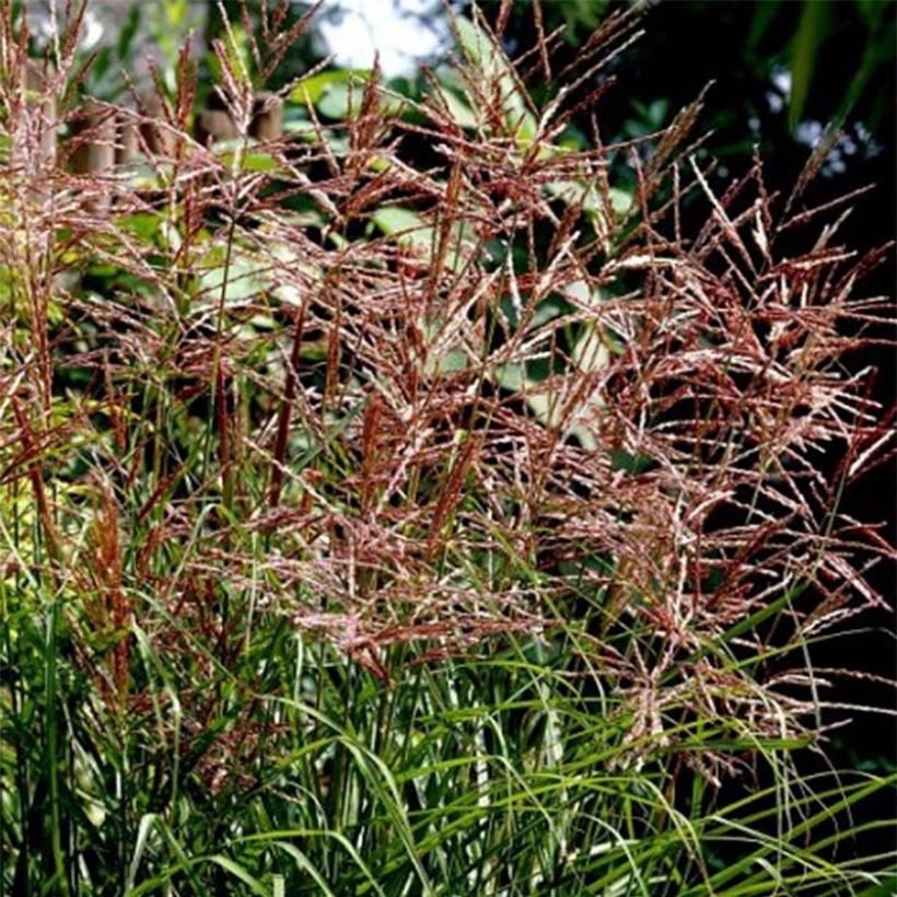 Chinaschilf Dronning Ingrid - Miscanthus sinensis (Flowering)
