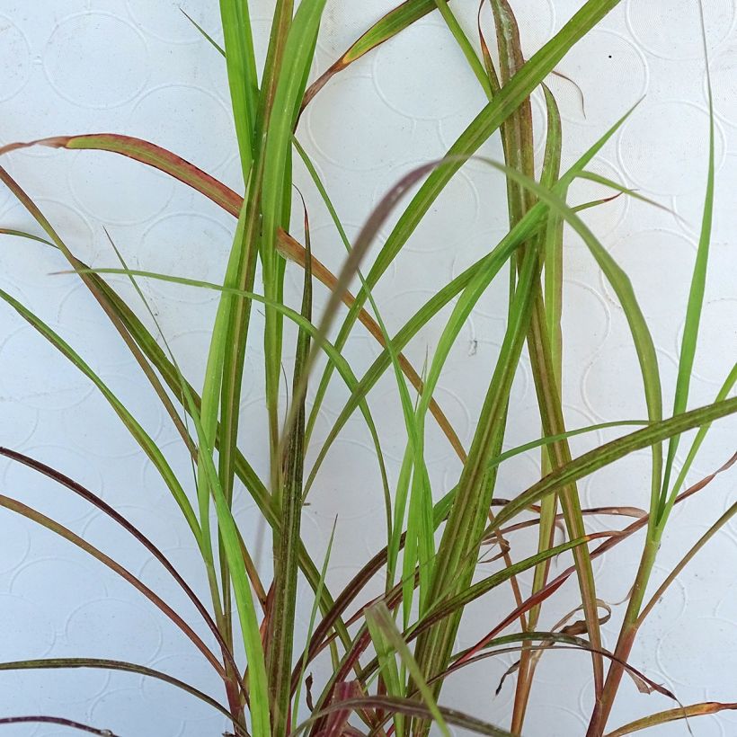 Chinaschilf Dronning Ingrid - Miscanthus sinensis (Foliage)
