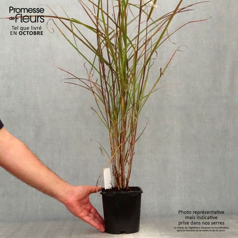 Example of Chinaschilf Dronning Ingrid - Miscanthus sinensis Kleine Töpfe von 8/9 cm as you get in automne