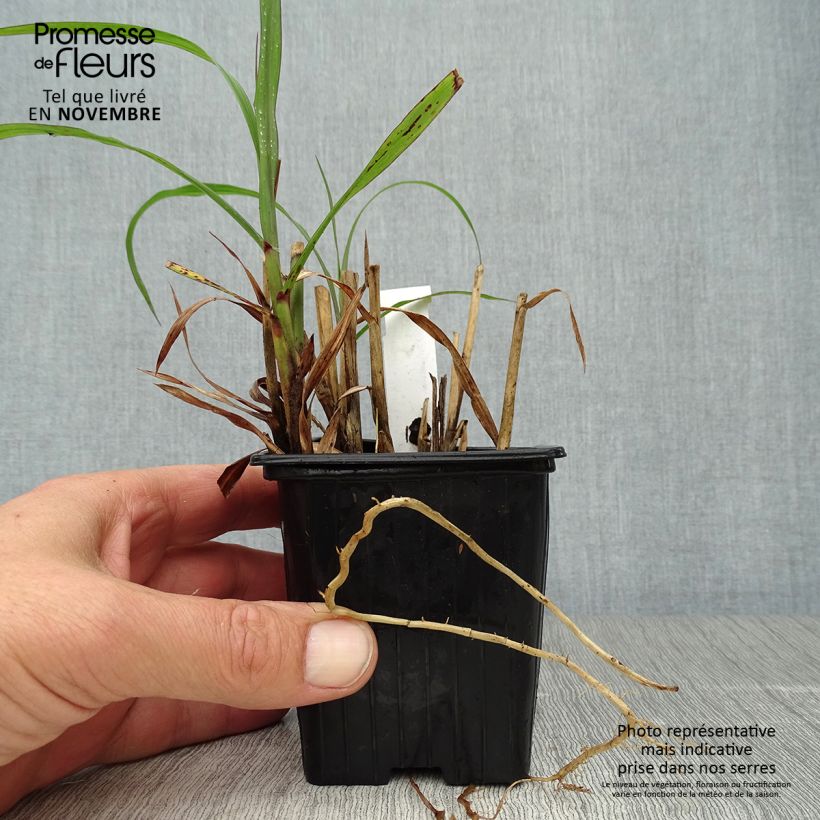 Example of Chinaschilf Emmanuel Lepage - Miscanthus sinensis Kleine Töpfe von 8/9 cm as you get in automne