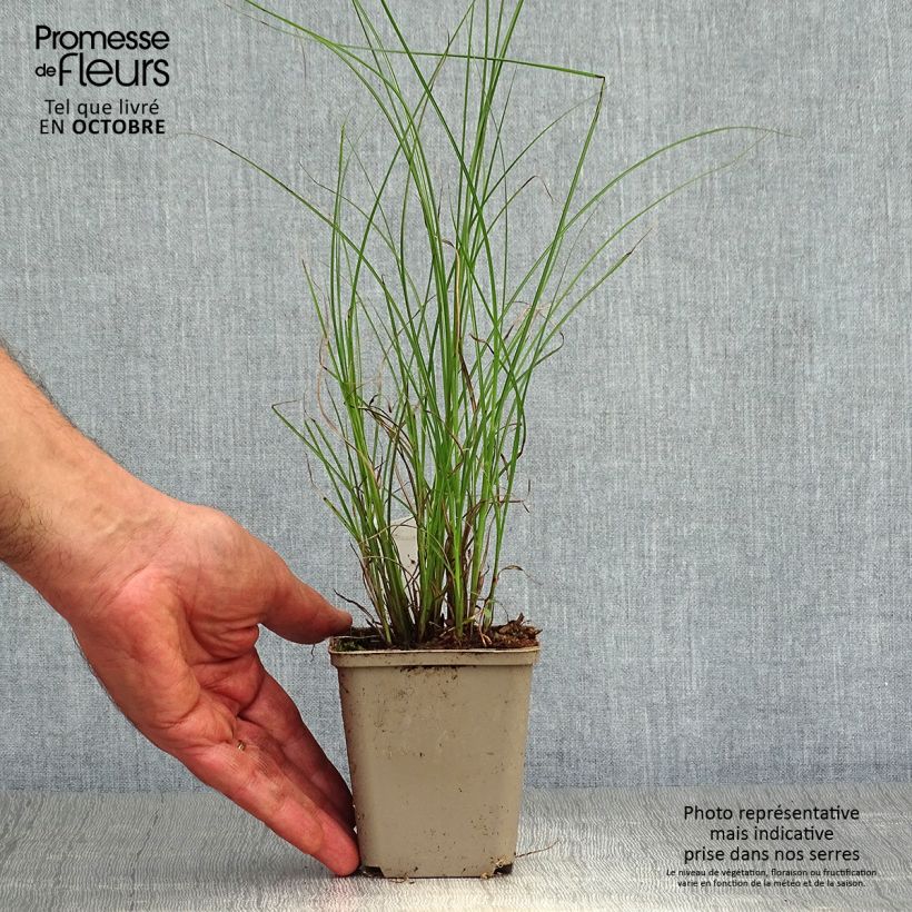 Example of Chinaschilf Flamingo - Miscanthus sinensis Kleine Töpfe von 8/9 cm as you get in automne