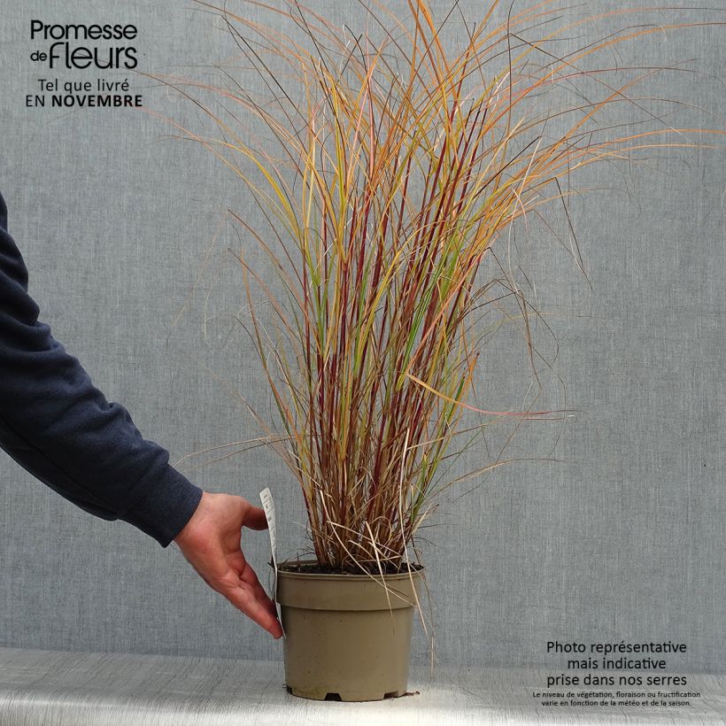 Example of Chinaschilf Flamingo - Miscanthus sinensis Topf mit 2L/3L as you get in automne