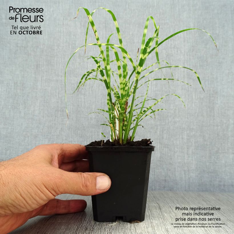Example of Chinaschilf Gold Bar - Miscanthus sinensis Kleine Töpfe von 8/9 cm as you get in automne