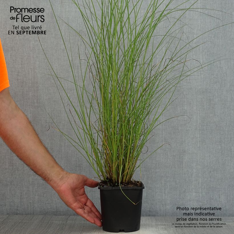 Example of Chinaschilf Gracillimus - Miscanthus sinensis Topf mit 2L/3L as you get in ete