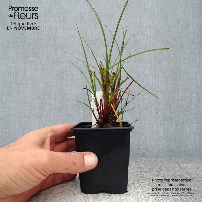 Example of Chinaschilf Gracillimus - Miscanthus sinensis Kleine Töpfe von 8/9 cm as you get in automne