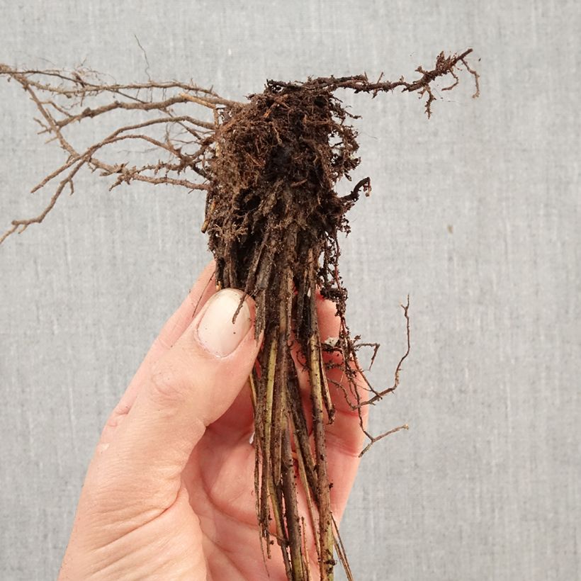 Exemplar von Chinaschilf Gracillimus - Miscanthus sinensis Wurzelnackt wie im Winter geliefert