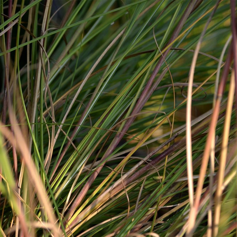 Chinaschilf Gracillimus - Miscanthus sinensis (Foliage)