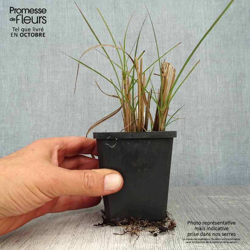 Example of Chinaschilf Graziella - Miscanthus sinensis Kleine Töpfe von 8/9 cm as you get in automne