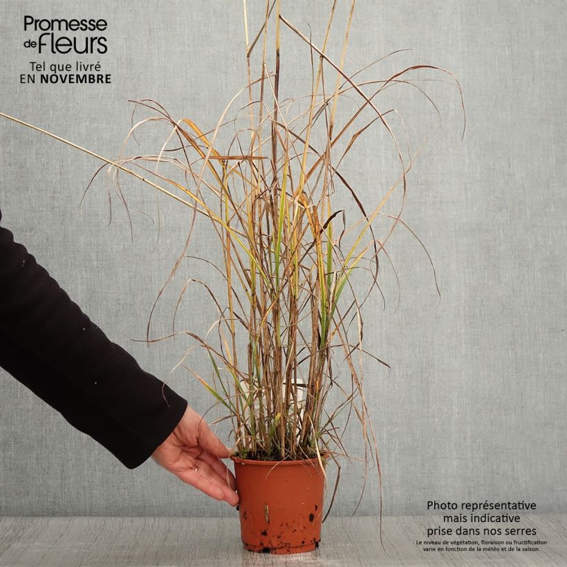 Example of Chinaschilf Kaskade - Miscanthus sinensis Topf mit 1L/1,5L as you get in automne