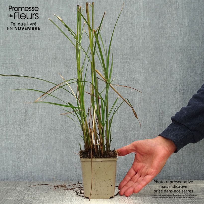 Example of Chinaschilf Kleine Fontäne - Miscanthus sinensis Kleine Töpfe von 8/9 cm as you get in automne