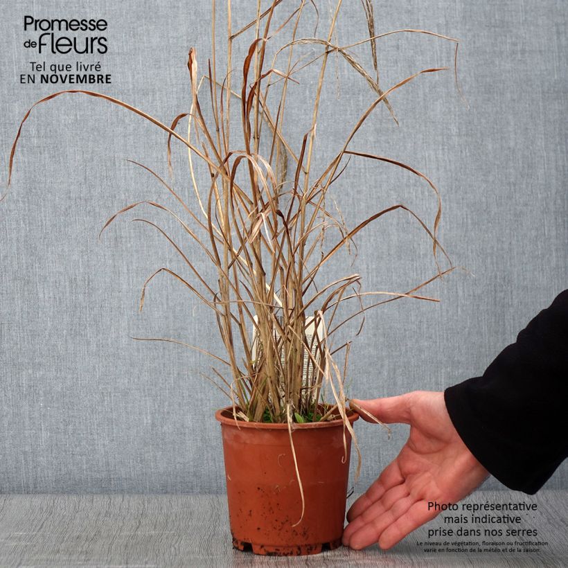 Example of Chinaschilf Kleine Fontäne - Miscanthus sinensis Topf mit 1L/1,5L as you get in automne