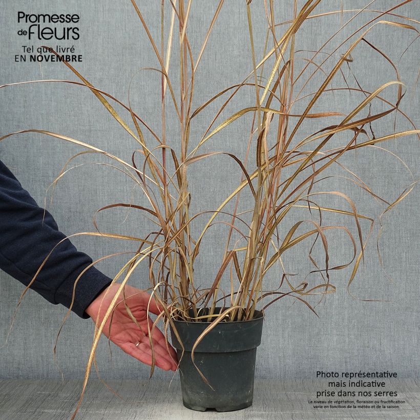 Example of Chinaschilf Kleine Fontäne - Miscanthus sinensis Topf mit 3L/4L as you get in automne